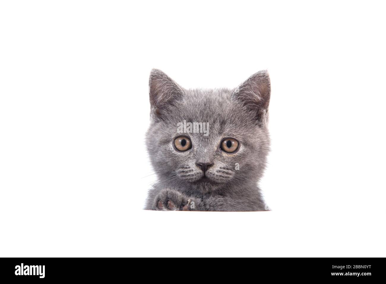 Kitten British blue gray on white background. Cat peeking from behind