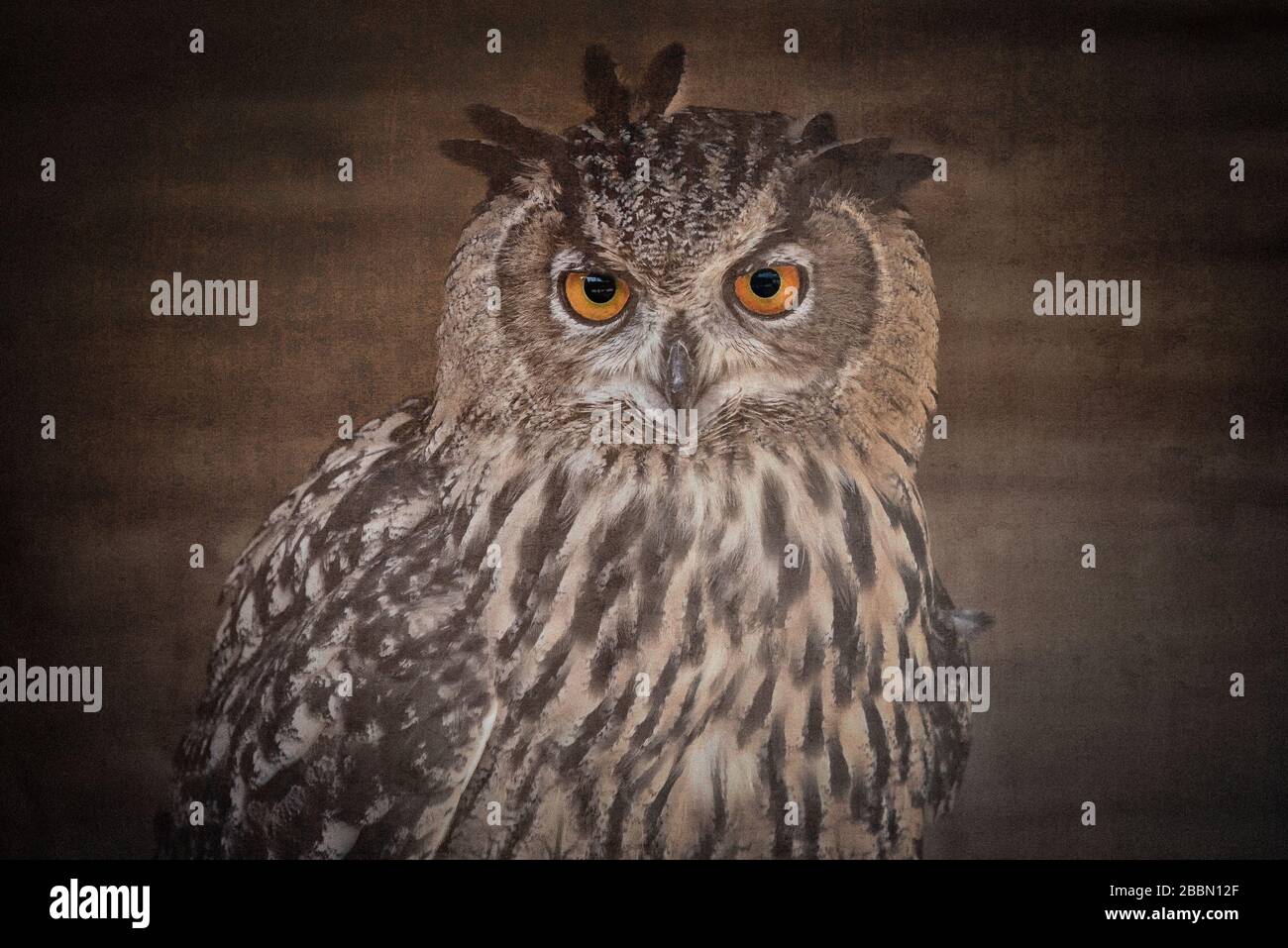 UK Wildlife, tawny owl in a barn. Norfolk, England Stock Photo