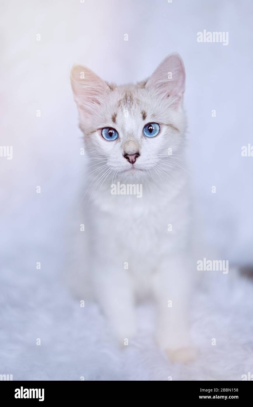 White kitten with blue eyes looking at the camera Stock Photo - Alamy