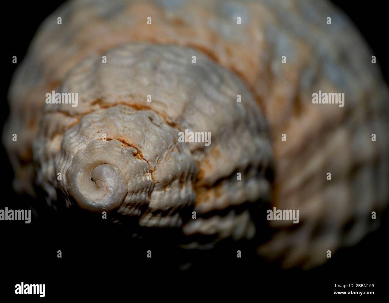 Seashell on th stone background Stock Photo