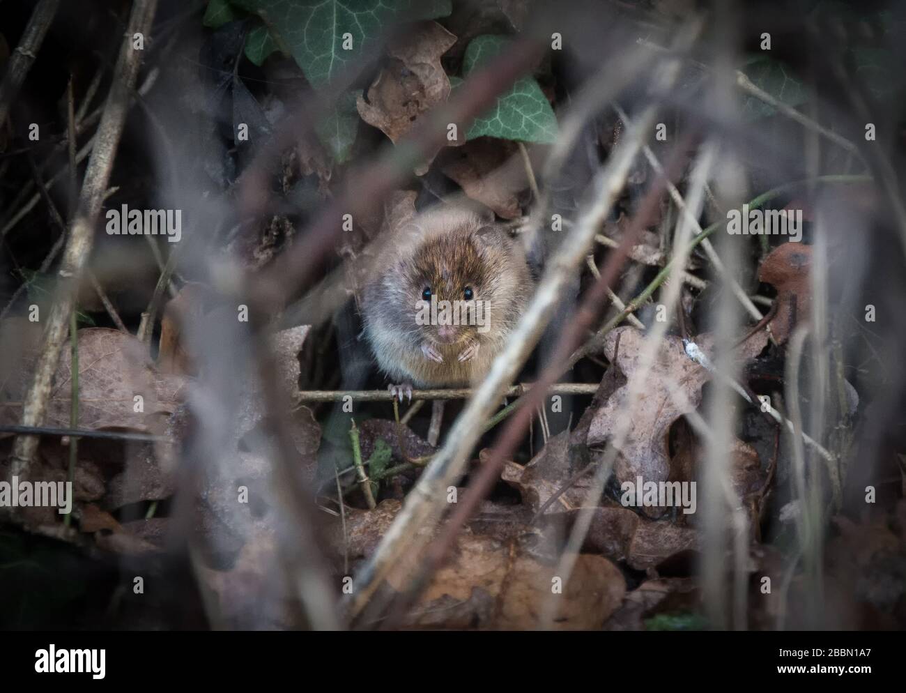 UK Wildlife, vole hiding in undergrowth. Towcester, Northamptonshire, England Stock Photo