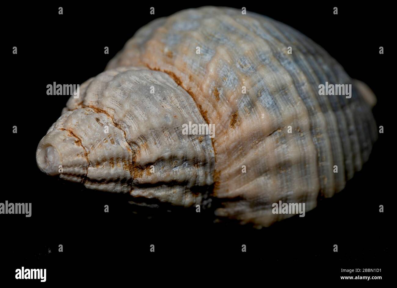Seashell on th stone background Stock Photo