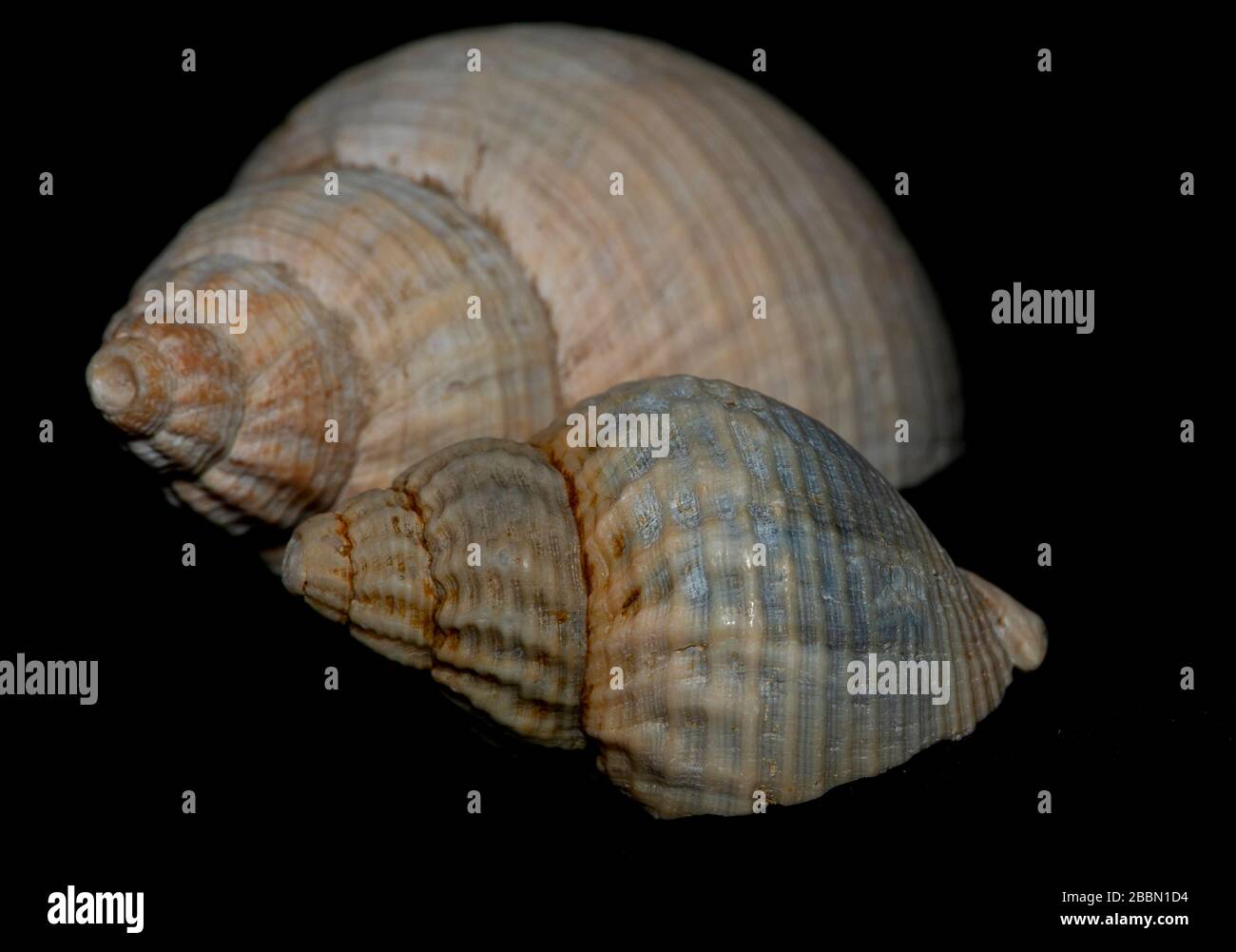 Seashell on th stone background Stock Photo
