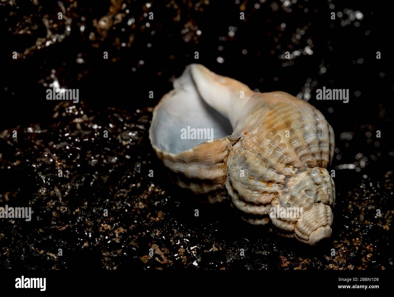 Seashell on th stone background Stock Photo