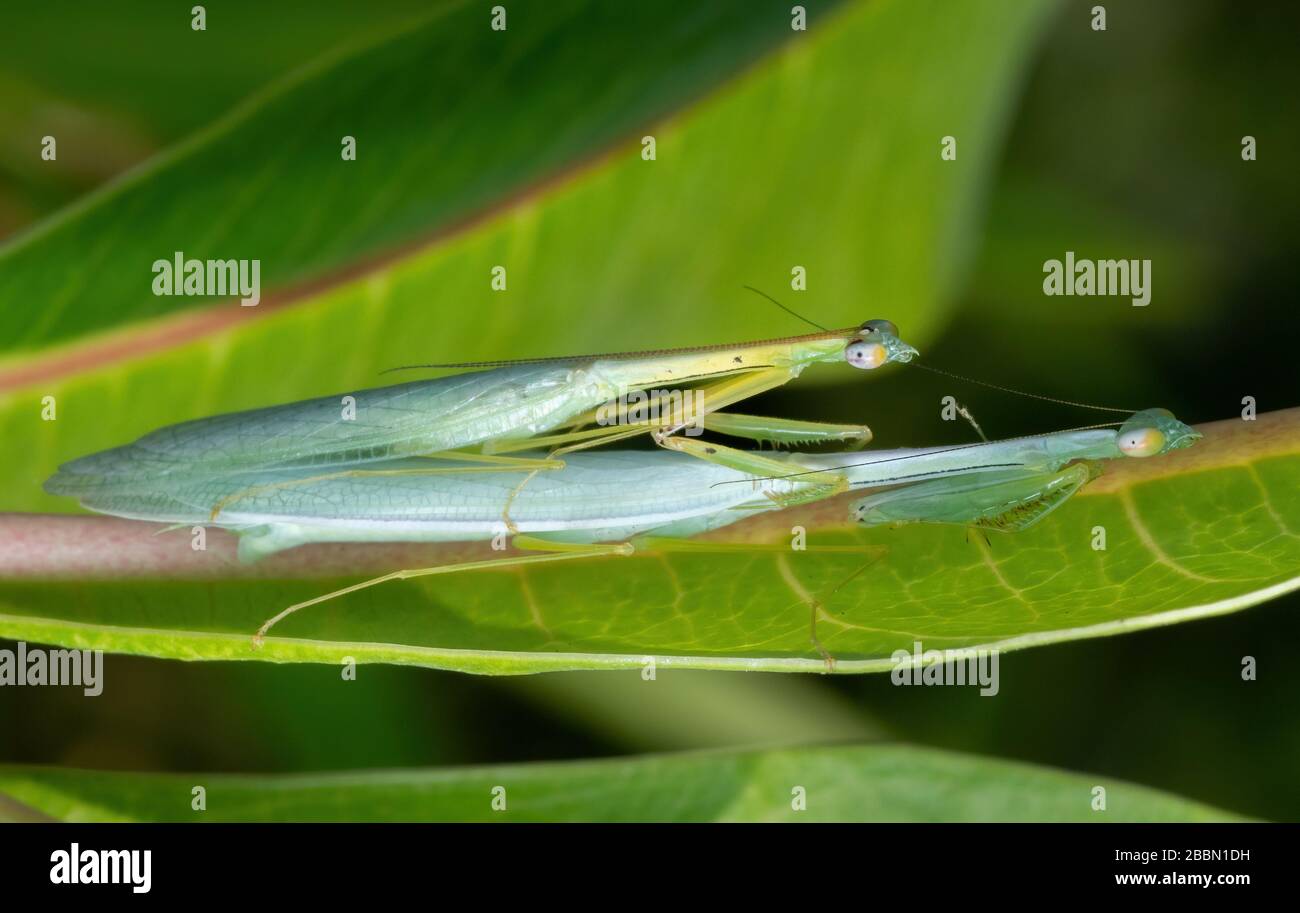 Macro Photography of Praying Mantis Mating on Back of Green Leaf Stock