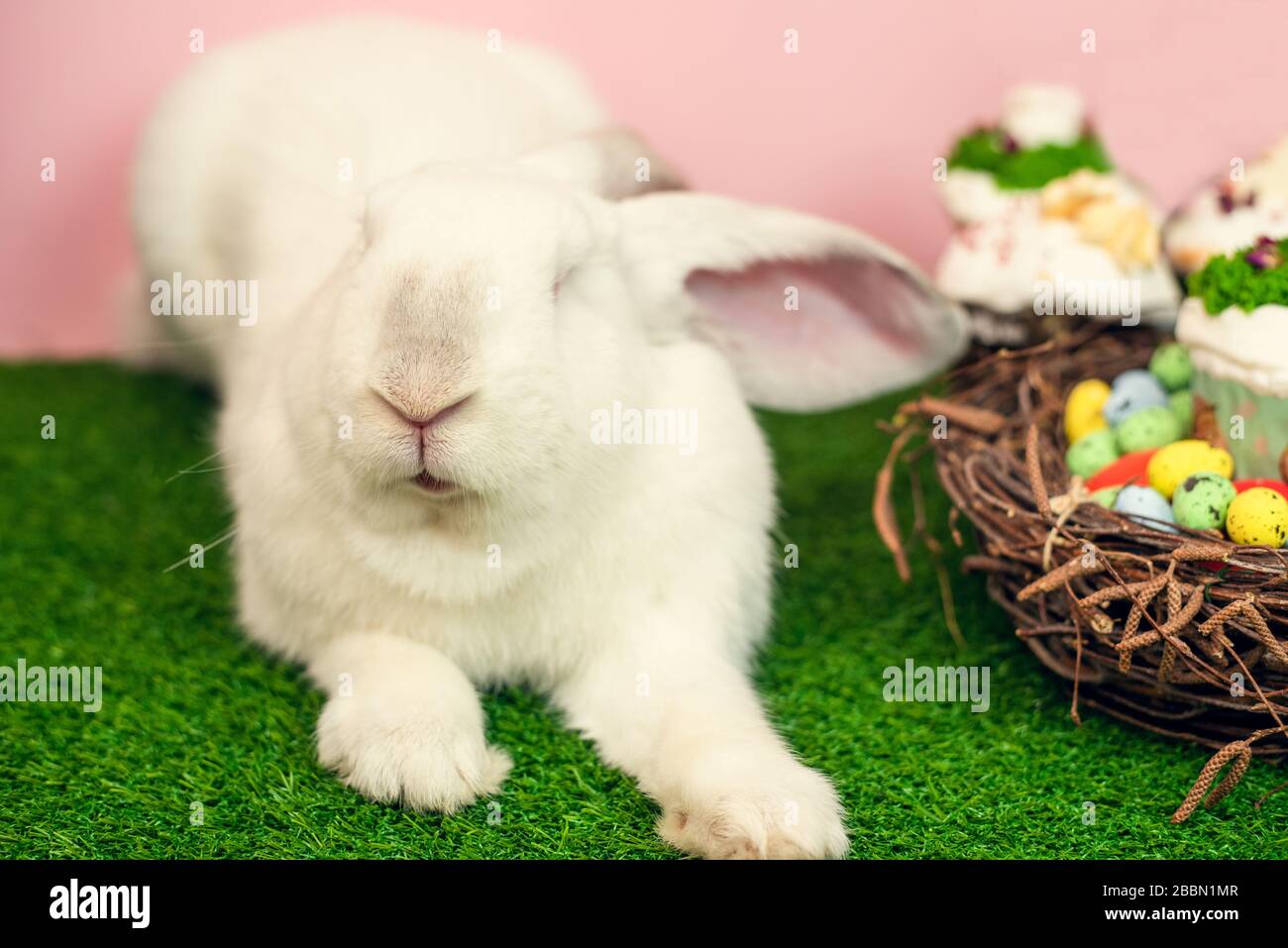 A cute white big rabbit is sitting on the green grass next to an Easter ...