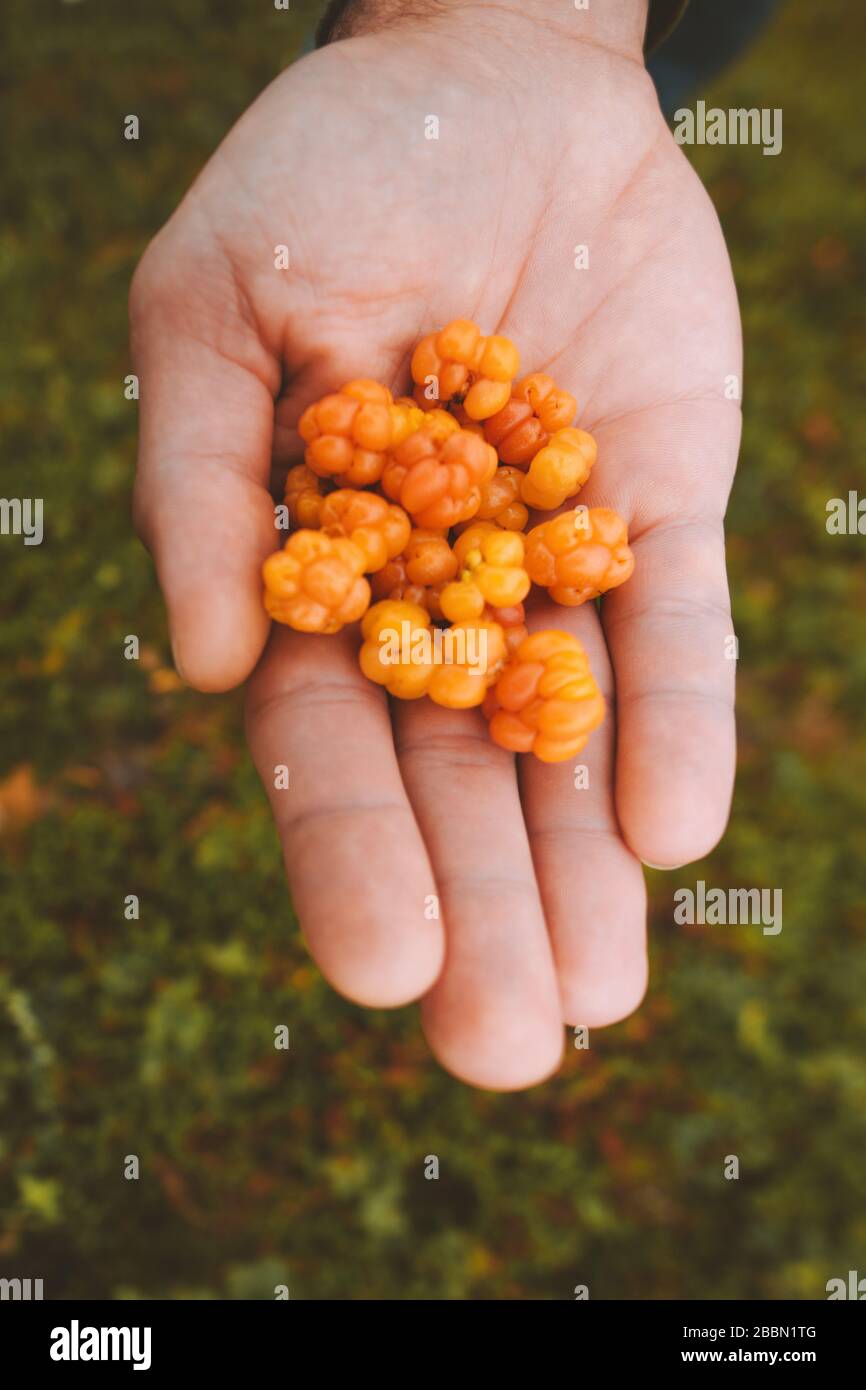 Hand giving cloudberry berries organic food healthy lifestyle raw vegan nutrition fresh picked nordic berry antioxidant vitamins Stock Photo