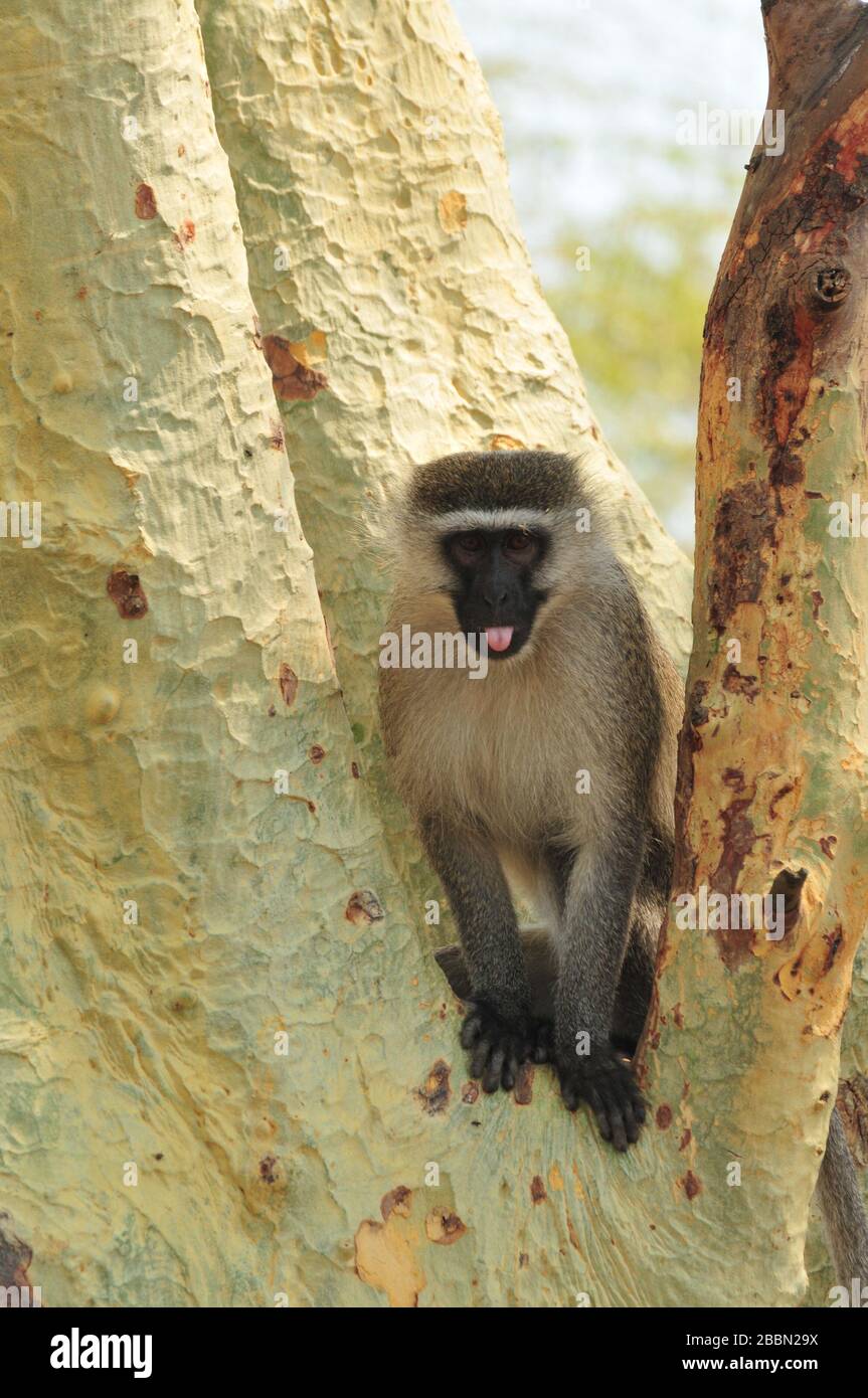 Vervet monkey putting his tongue out Stock Photo