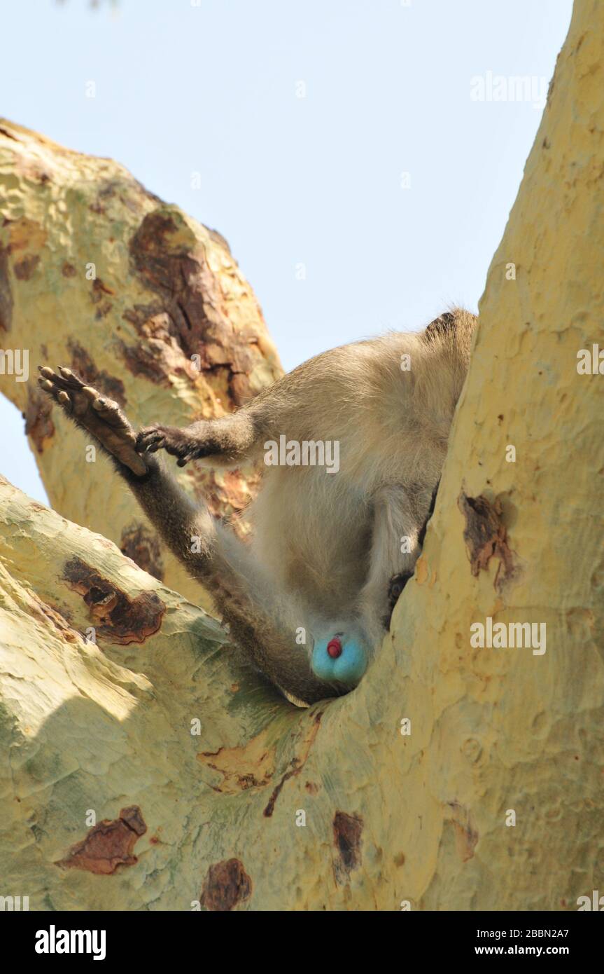 Naughty vervet monkey showing testicles Stock Photo