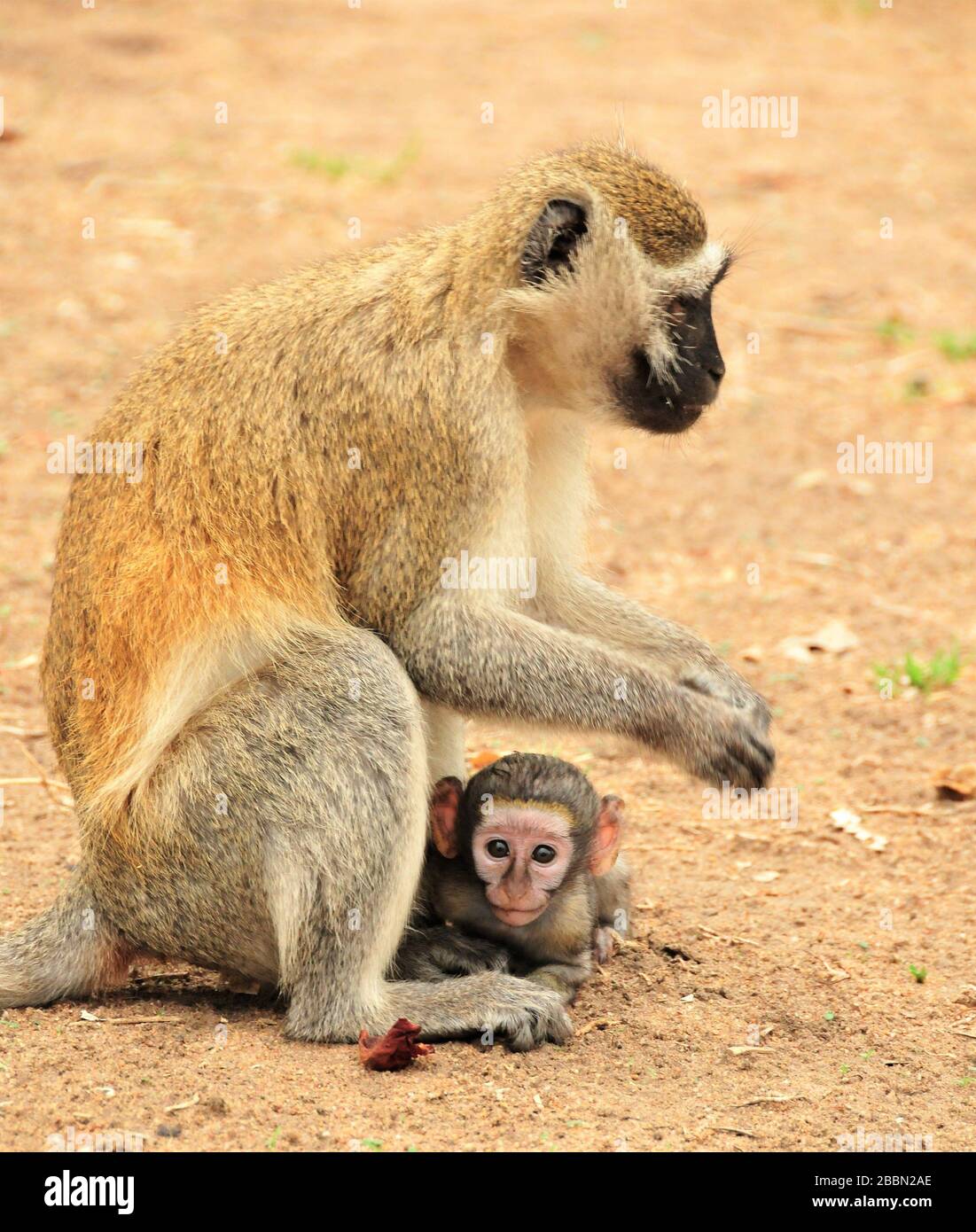 Vervet monkey with her baby Stock Photo