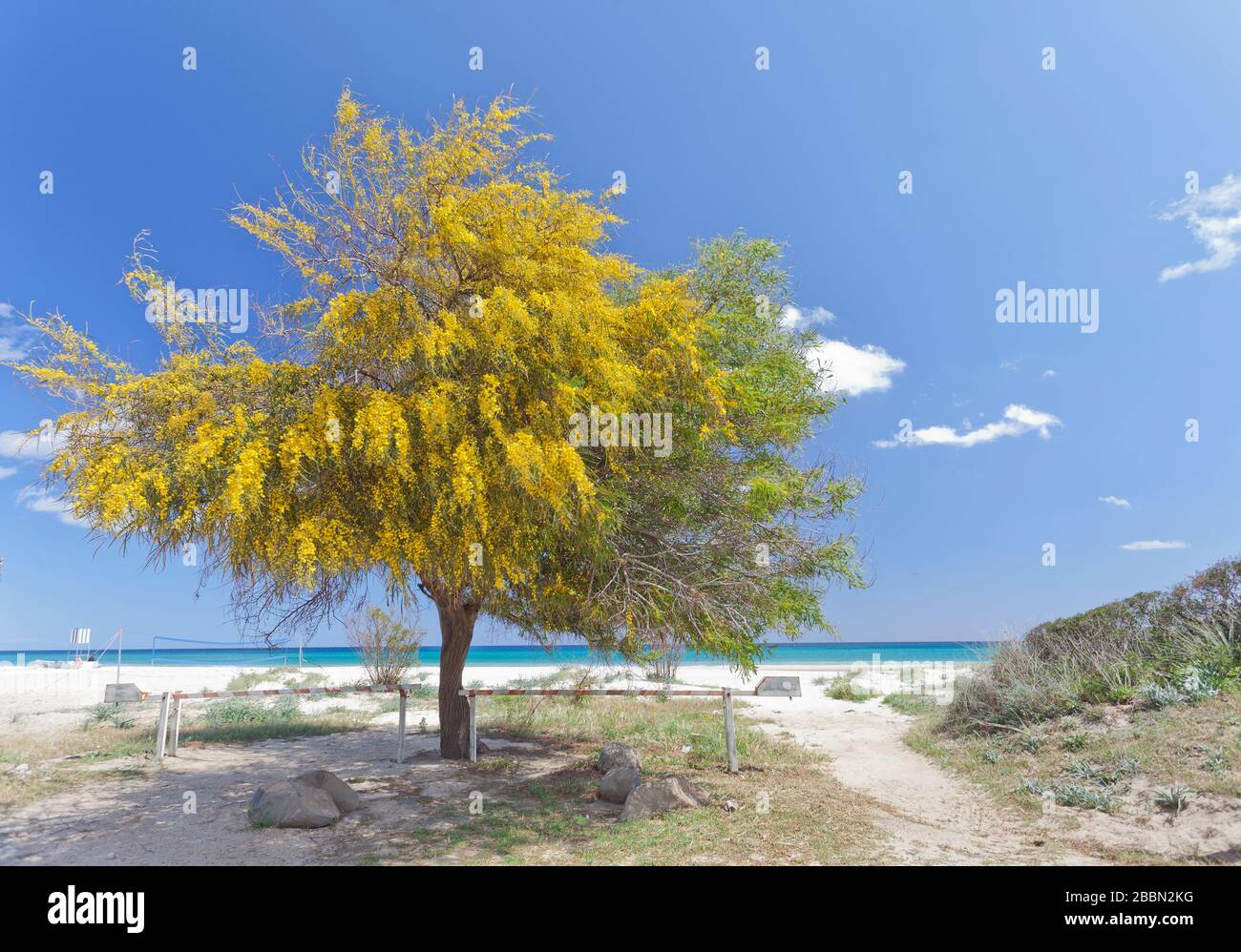 Landscape of Sardinia. Mimosa tree. Italy Stock Photo