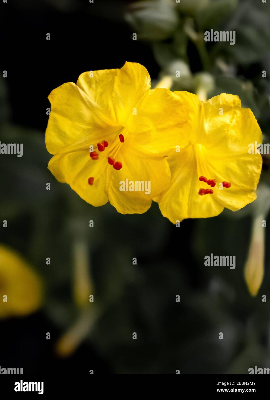Planta suculenta hi-res stock photography and images - Alamy