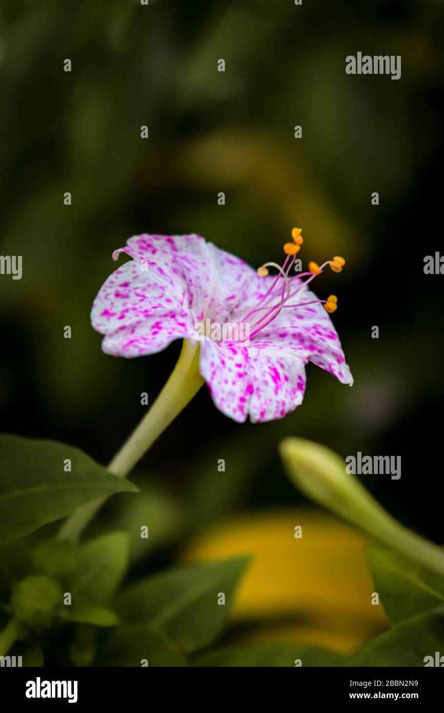 Suculenta High Resolution Stock Photography and Images - Alamy