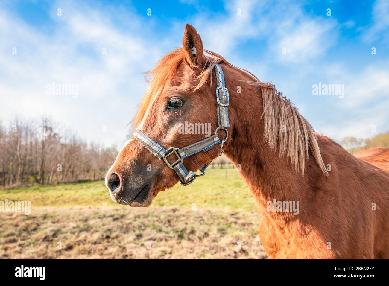 Portrait of a horse head. Side view of a brown horse with a blonde mane on a pasture. Nature background. Stock Photo