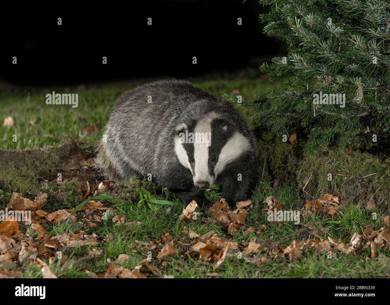 Badger (Meles meles) foraging at night, Dumfries, SW Scotland Stock Photo