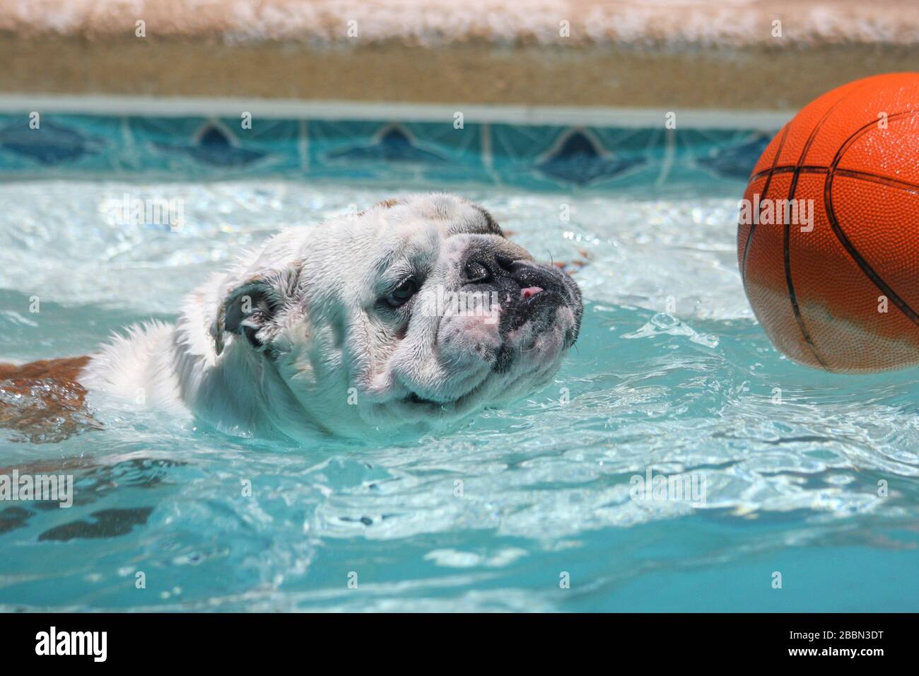 English bulldog swimming in a pool for a basketball Stock Photo Alamy