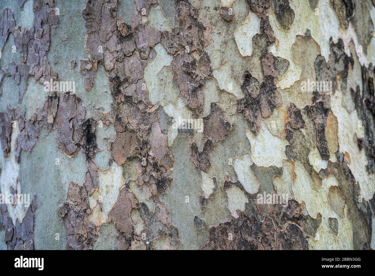 Sycamore bark background. Close up of Sycamore tree. Natural texture