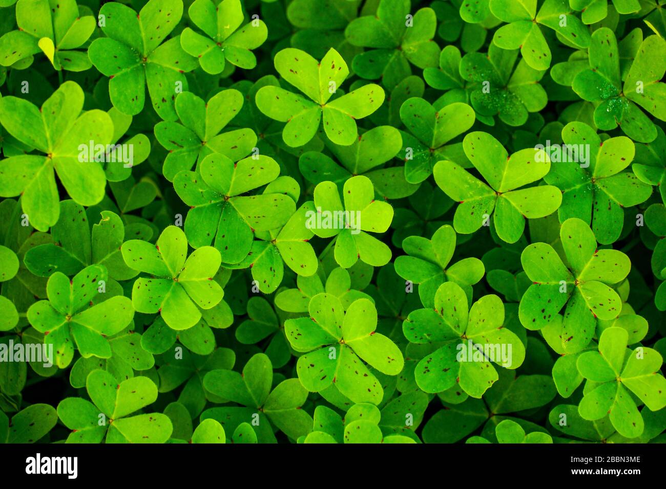 Lucky four leaf clovers on the field. Top view of many green plants with three leaf symbol of St. Patrick's day holiday. Stock Photo