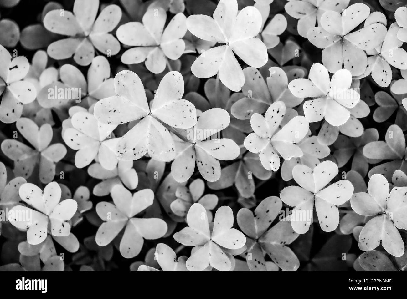 Close-up of green three-leaved shamrocks and clovers. Top view of green ...