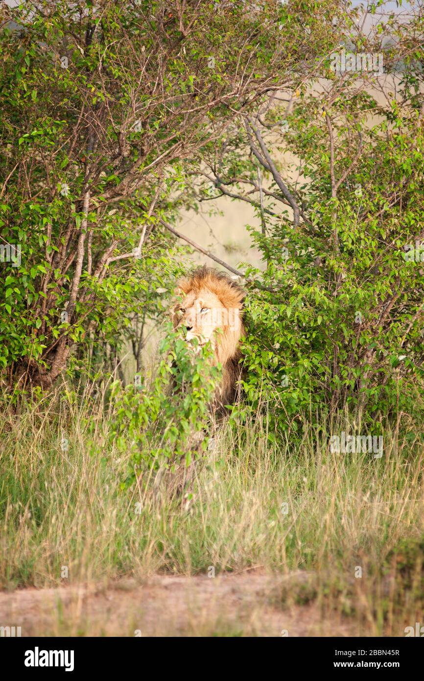 African male lion masai mara national park hi-res stock photography and ...