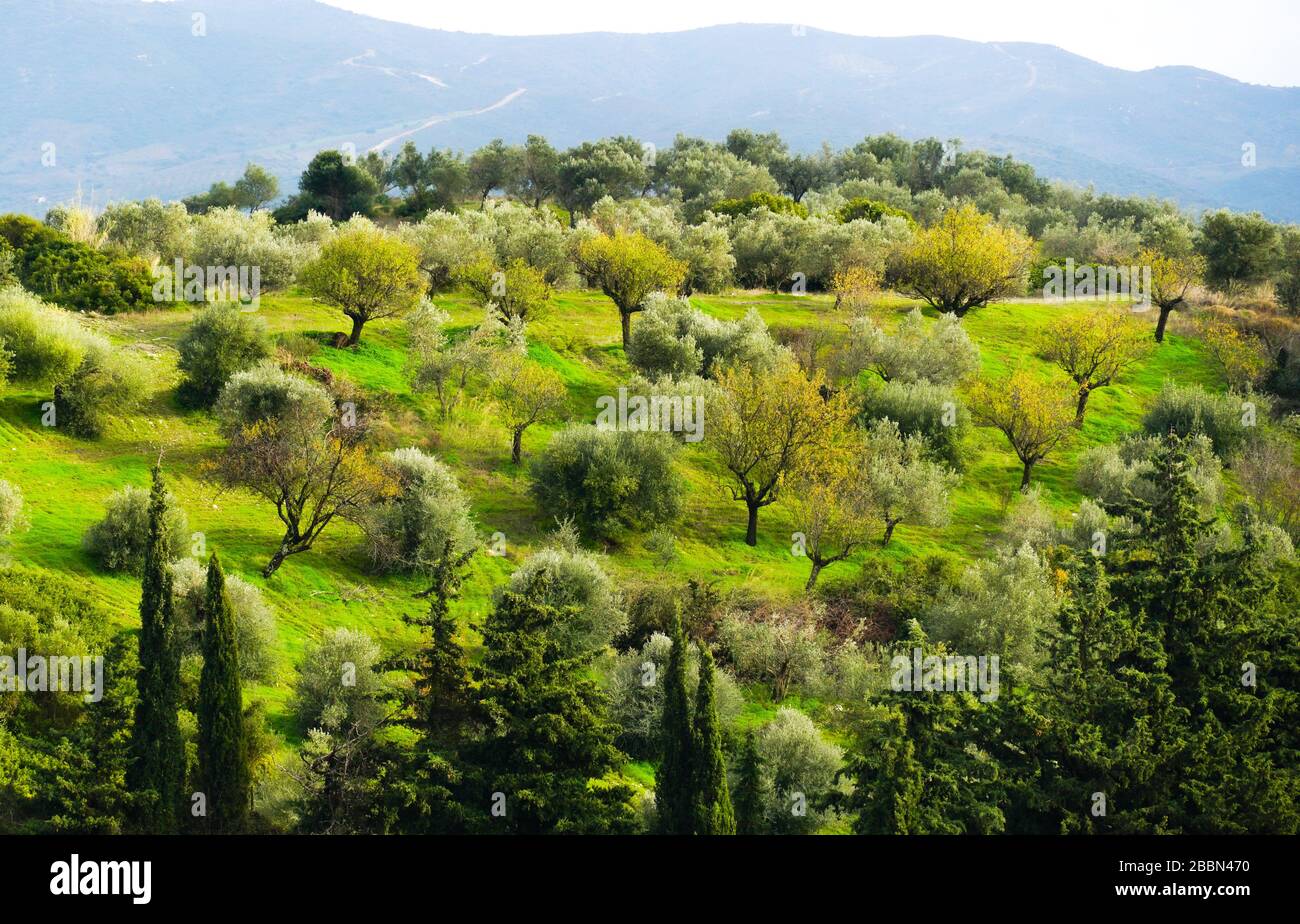 Beautiful view of Greek nature during day. Panoramic landscape of olive trees and in Evia, Greece Stock Photo - Alamy