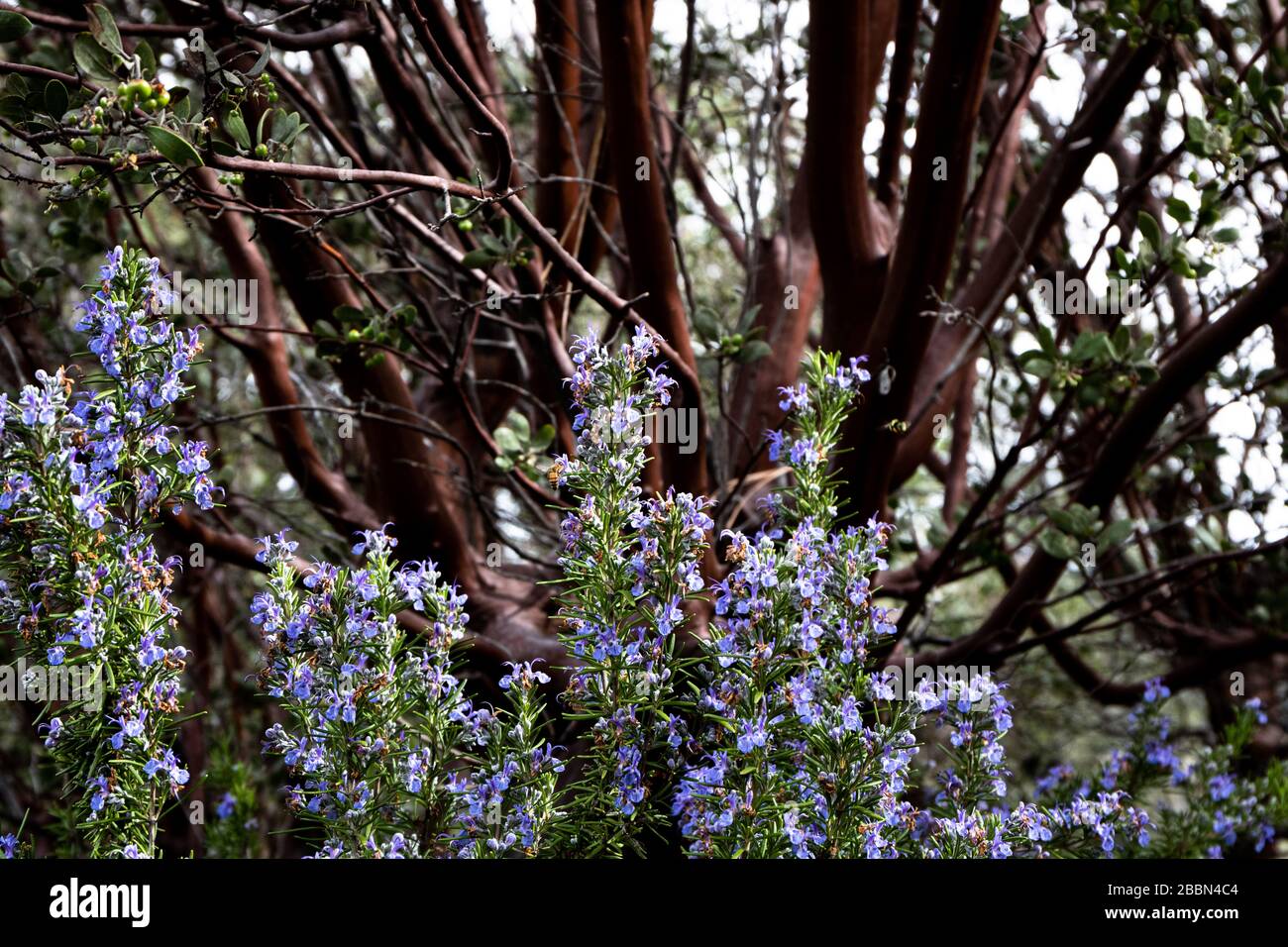 bright purple blue rosemary culinary and medicinal herb growing oustide, good springtime polinator for bees, manzinita tree in background Stock Photo