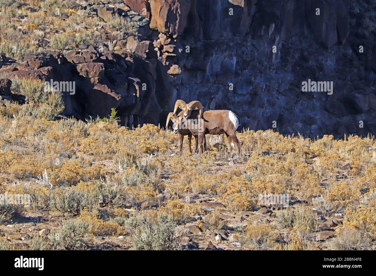 Two rams of Rocky Mountain bighorn sheep (Ovis canadensis) on the plateau above the Rio Grande river near Taos, New Mexico in autumn Stock Photo
