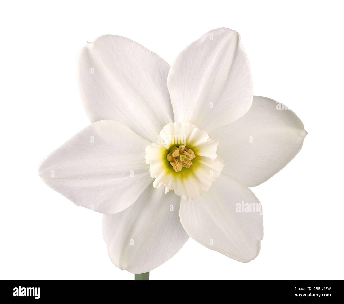 Single flower and stem of the green-eyed, small-cup daffodil cultivar Emerald Stone isolated against a white background Stock Photo