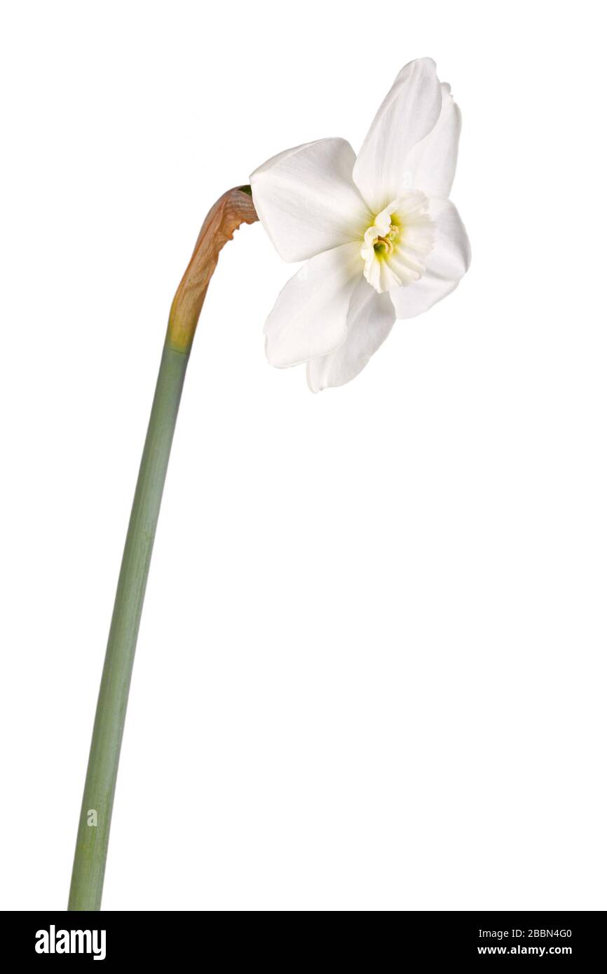 Single flower and stem of the green-eyed, small-cup daffodil cultivar Emerald Stone isolated against a white background Stock Photo