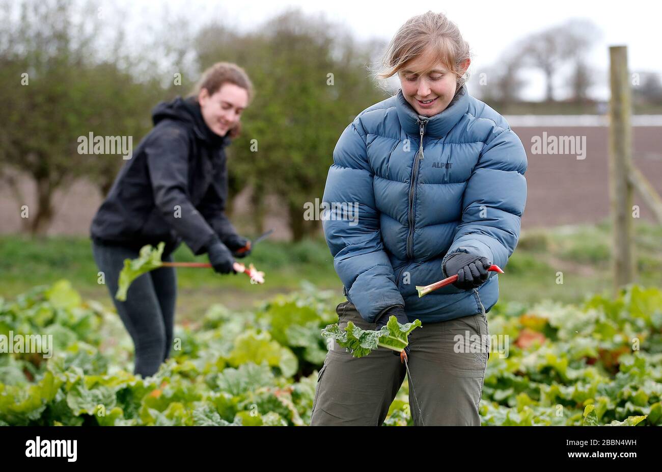 Farm workers Kate Baker (right) and Lucy Scott (left) cut rhubarb to be used in vegetable boxes for Groobarbs home delivery service in High Legh, Cheshire. The Covid-19 outbreak has seen the number of customers quadruple over the past two weeks. Picture date: Monday March 30, 2020. Photo credit should read: Martin Rickett/PA Wire Stock Photo