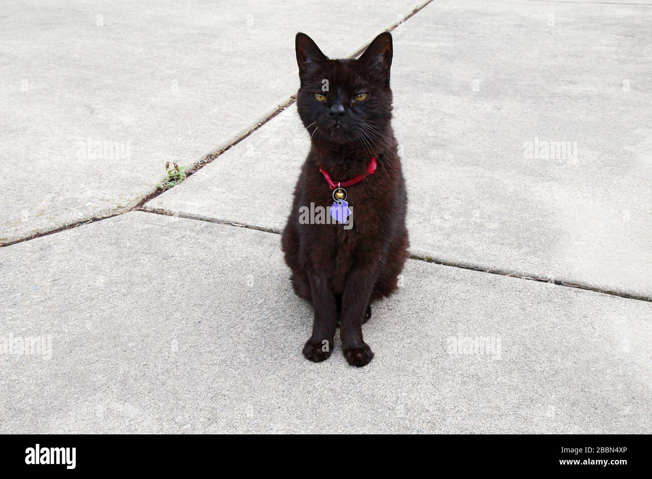 A black domestic shorthair cat (Felis catus) wearing a red collar, purple tag and bell Stock Photo