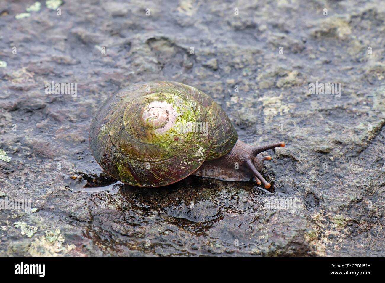 Large native tree snail (Caracolus caracolla) with foot and antennae extended moving along a wet rock in El Yunque National Forest of Puerto Rico Stock Photo