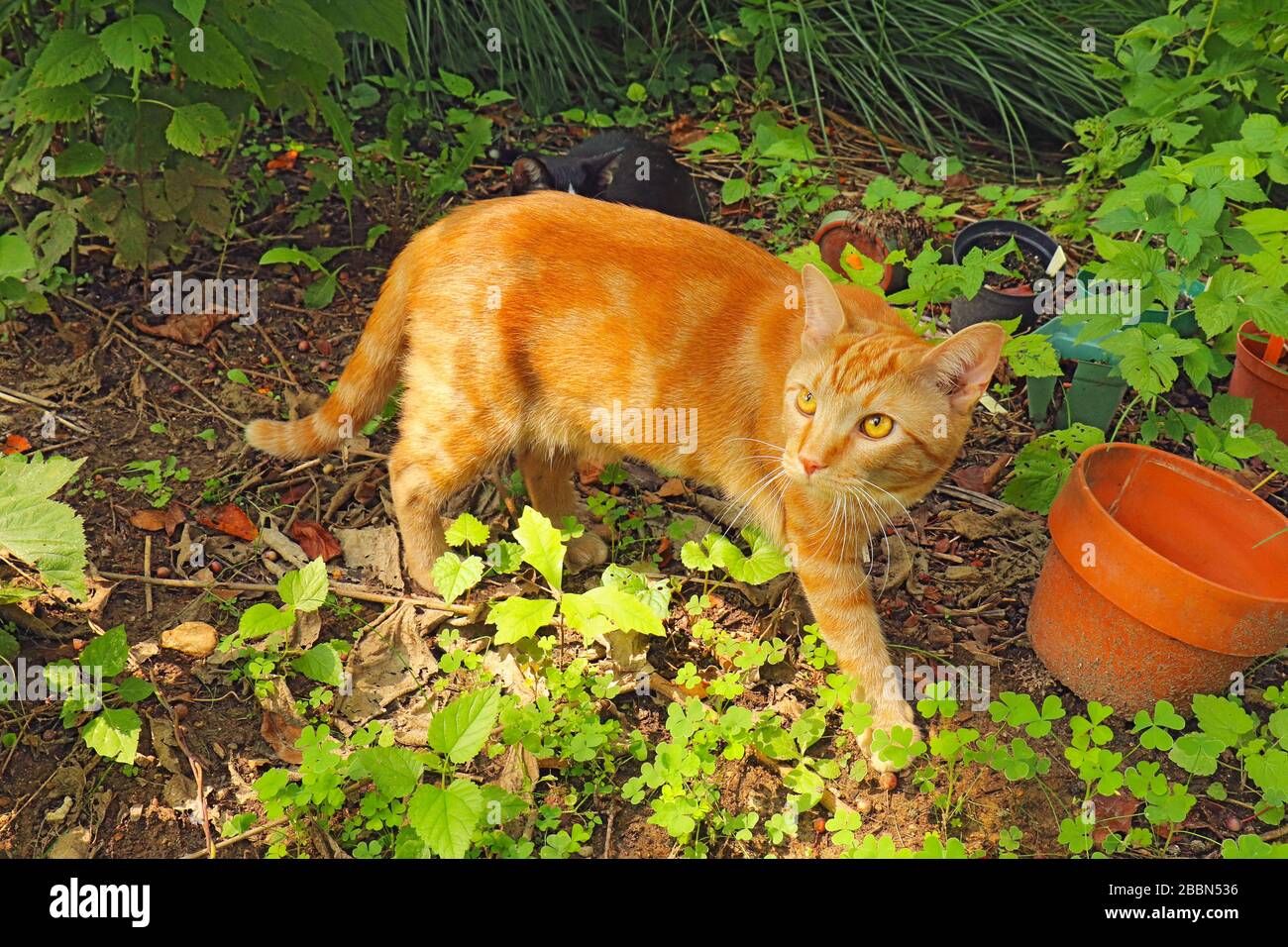 A copper-eyed, orange domestic shorthair classic red tabby cat (Felis catus) outside surrounded by vegetation Stock Photo