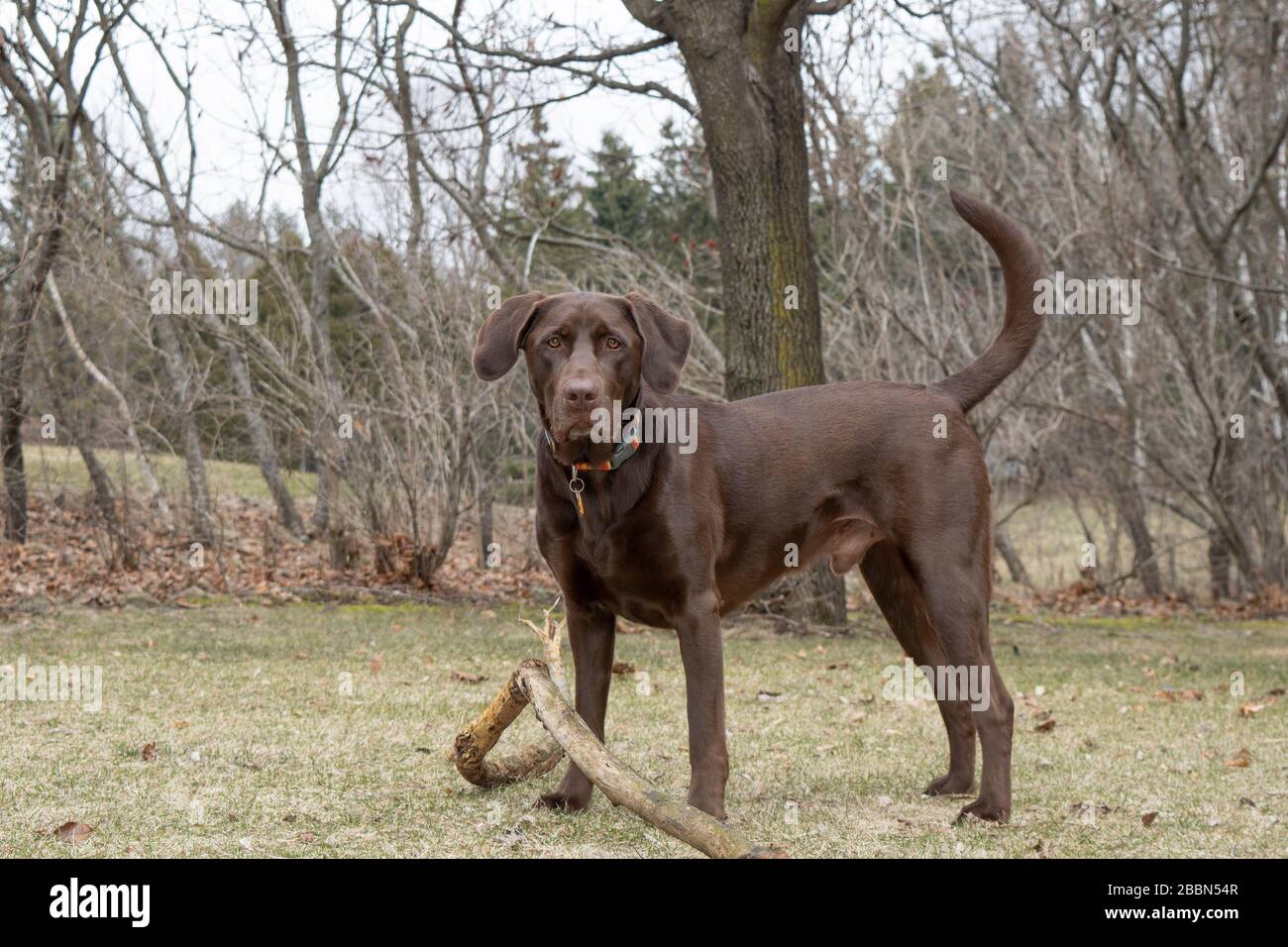 Full view of an adult male Chocolate Lab outdoors.  He was playing with a stick Stock Photo