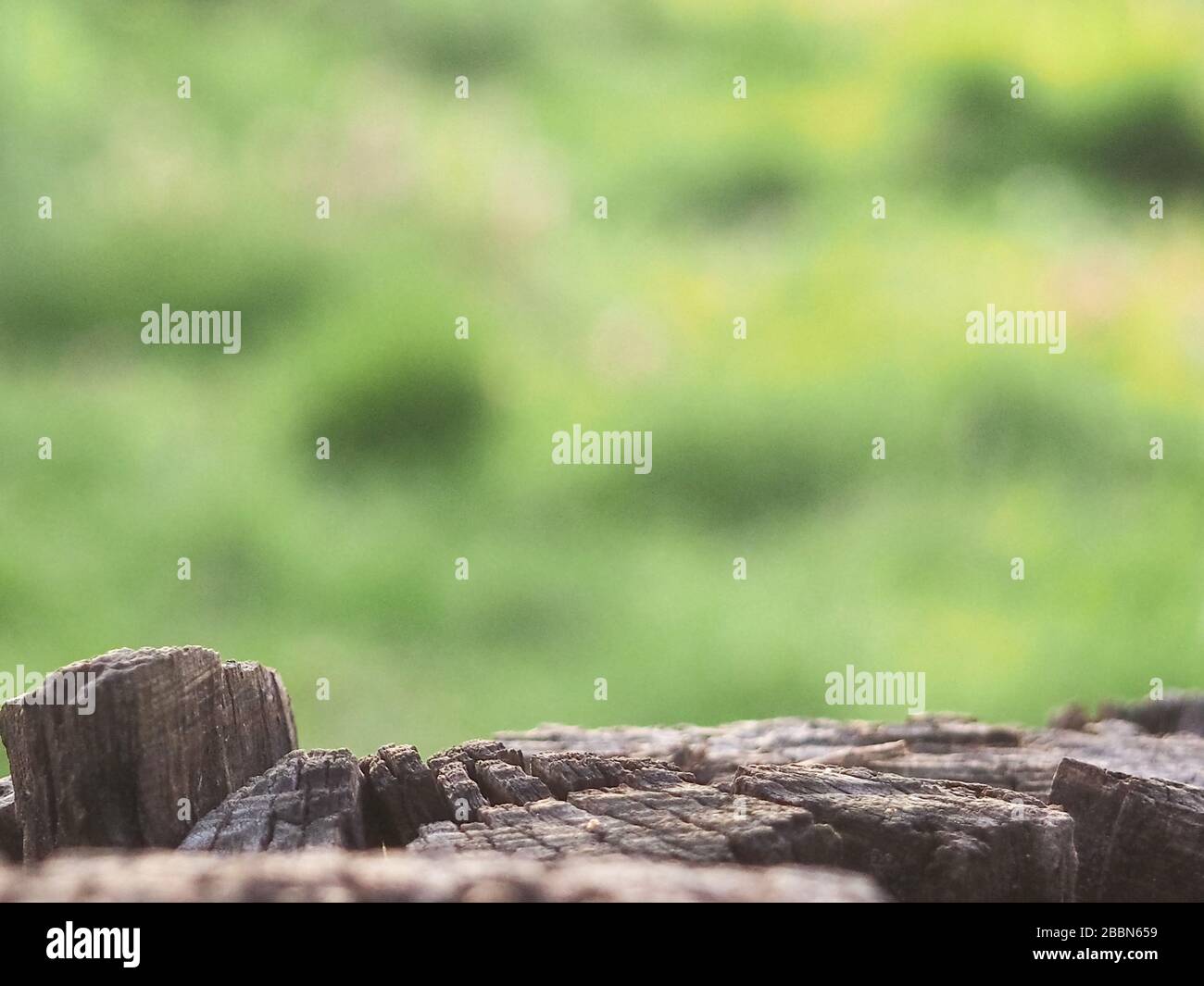 Tree stump for product display montages. Natural background. Texture
