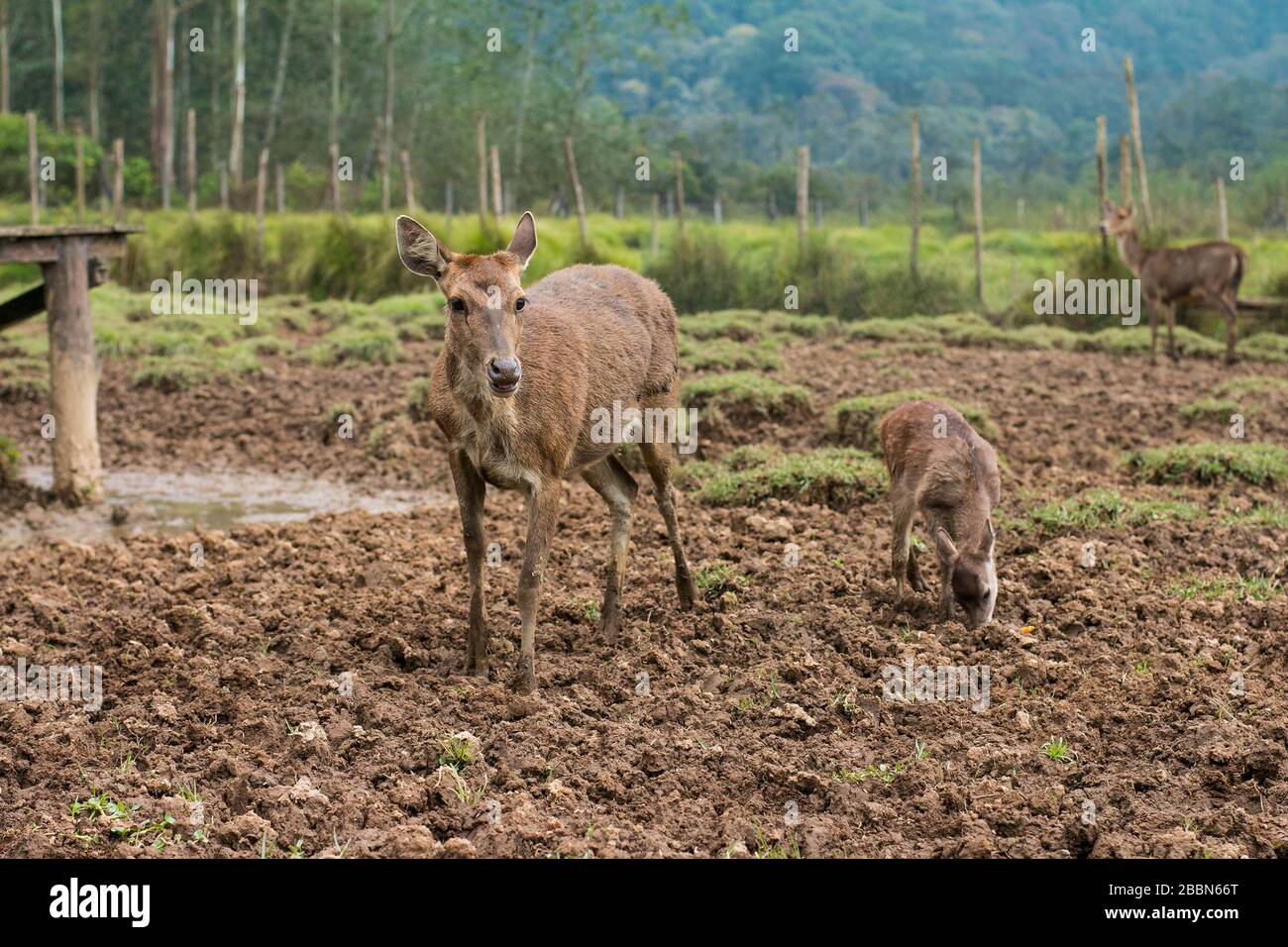 Mother deer standing with her baby fawn eating at the mudgrass field