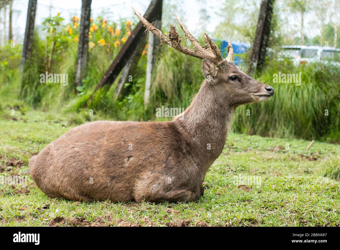 A young male deer sits alone in the mud-grass ground. Stock Photo