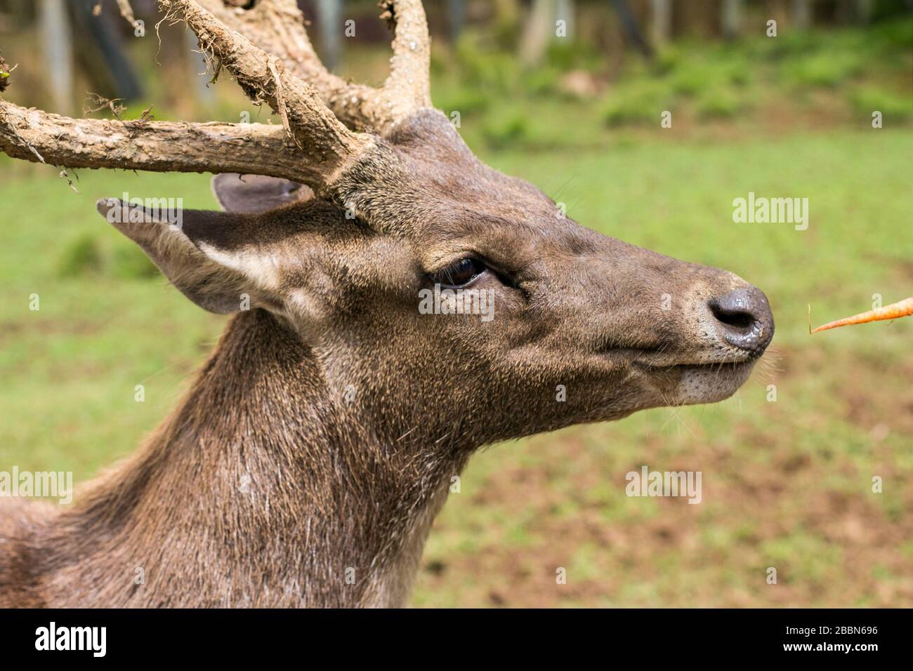 Close up image of male deer. Hand giving a carrot to a Buck. Stock Photo