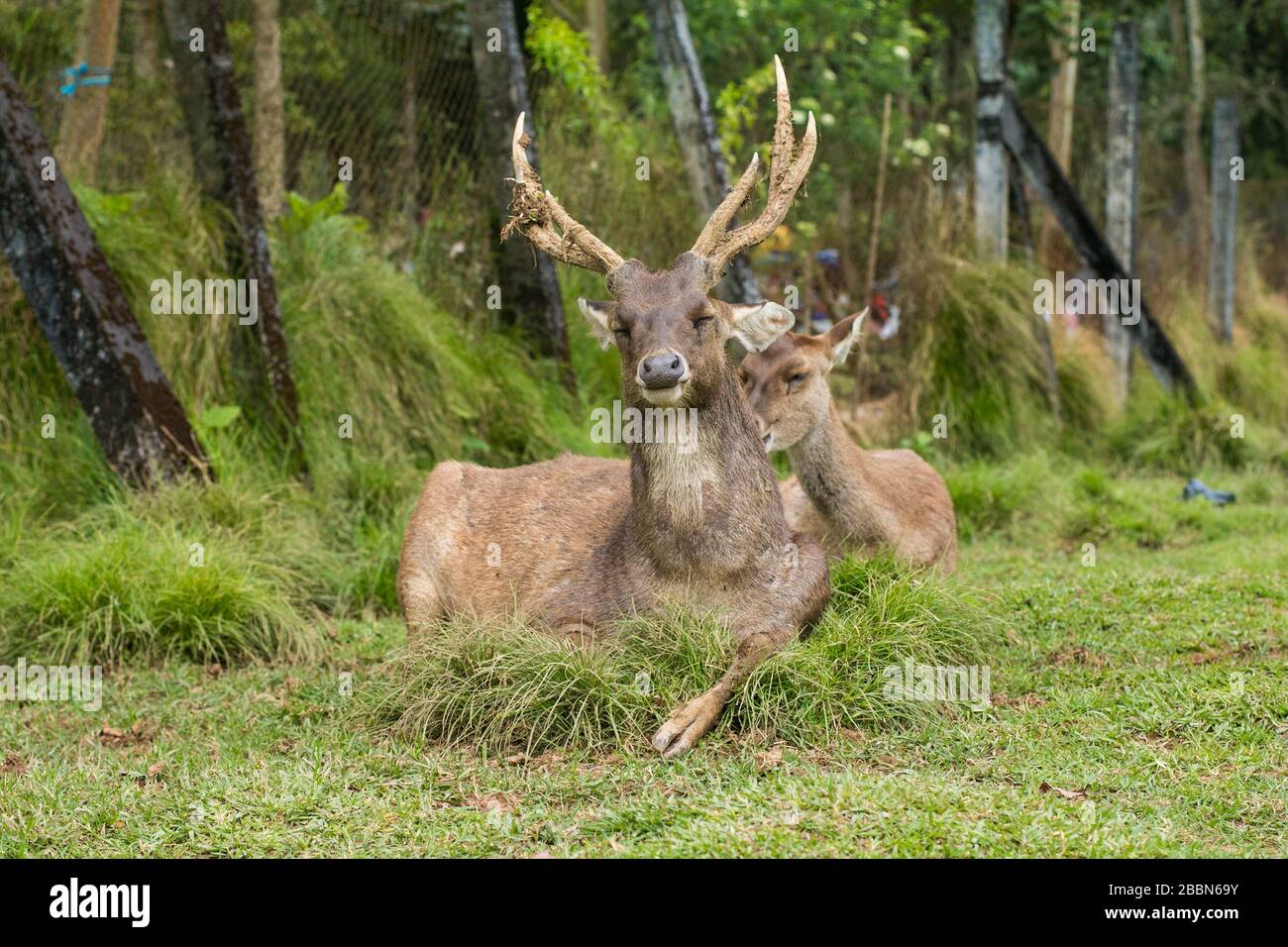 A male deer, Stag, with large antlers sitting down at the grass field and looking at the camera. Stock Photo