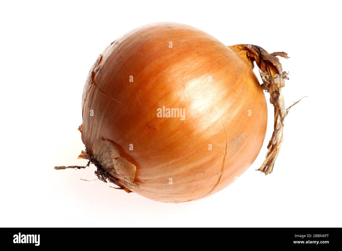Studio shot of onions isolated on white background. Healthcare and
