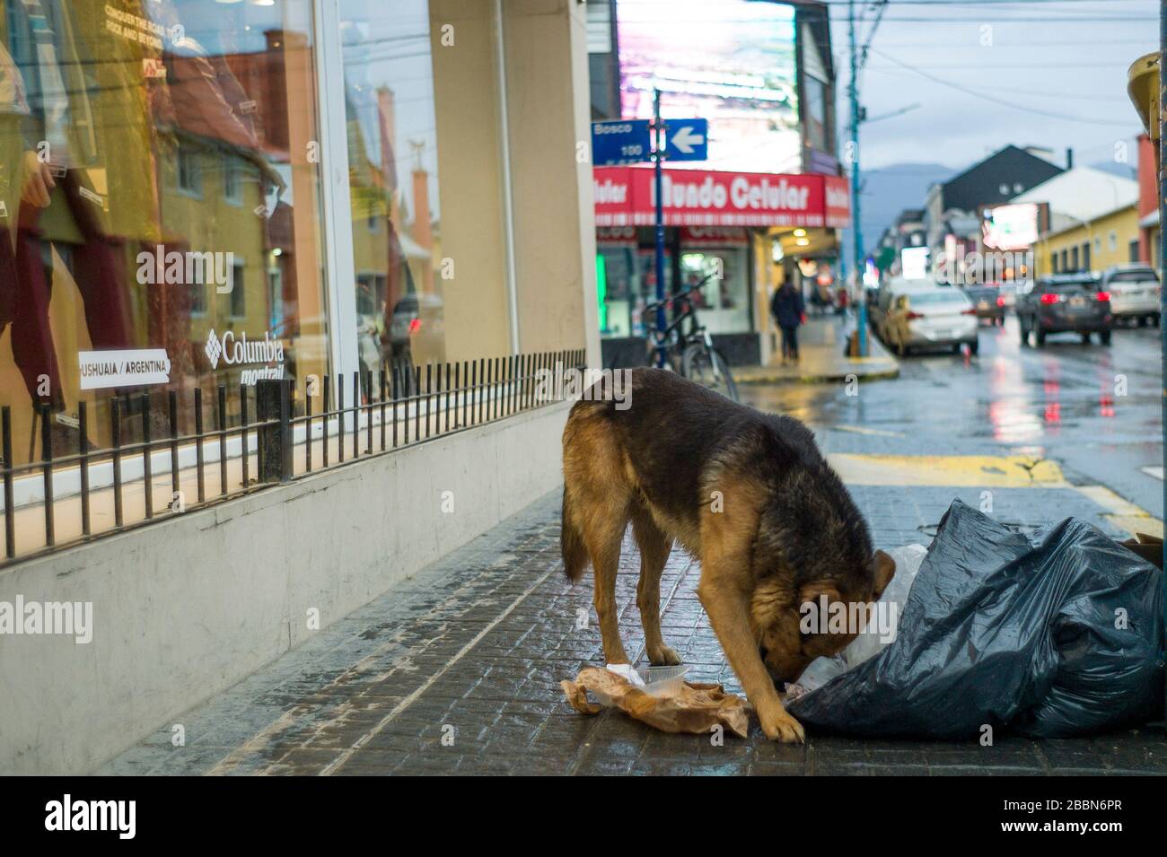 A dog eating food from a rubbish bag discarded on the main  street in Ushuaia Stock Photo