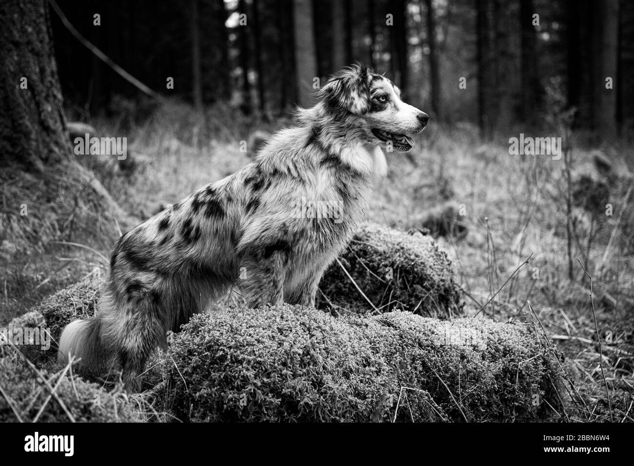 Beautiful young Australian Shepherd in the forest looking sideways black and white Stock Photo