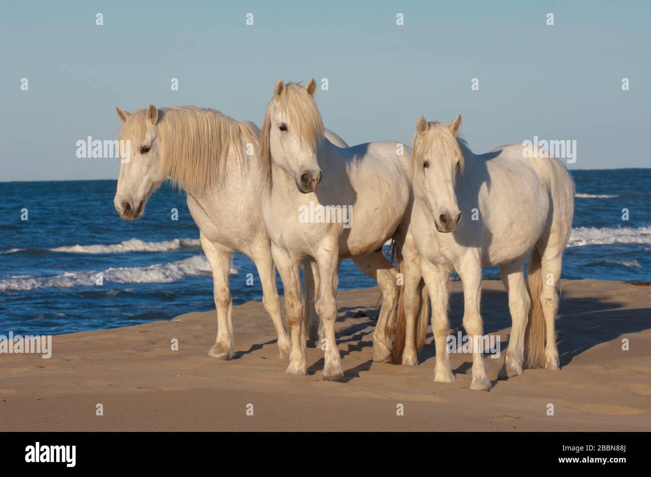 Camargue horses on the beach, Bouches du Rhône, France Stock Photo
