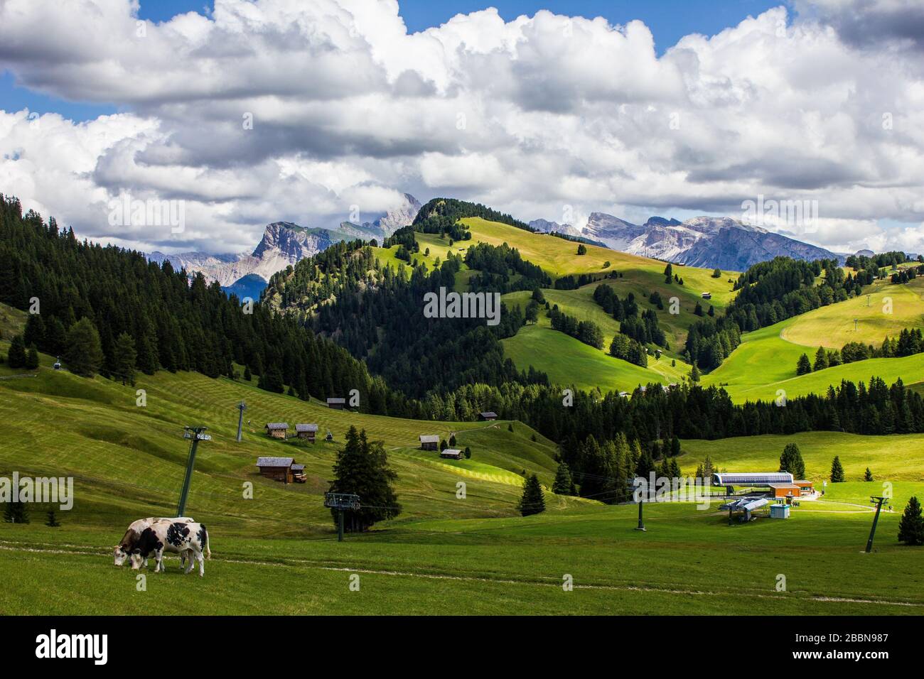 Cows Grazing in Alpe di Suisi, Italy Stock Photo