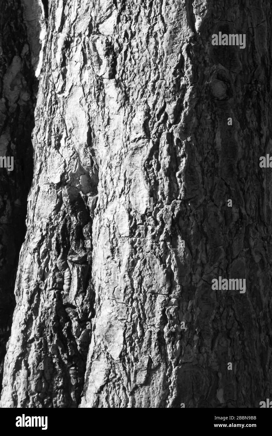To Surface Texture Close up to surface Texture of tree Stock Photo - Alamy