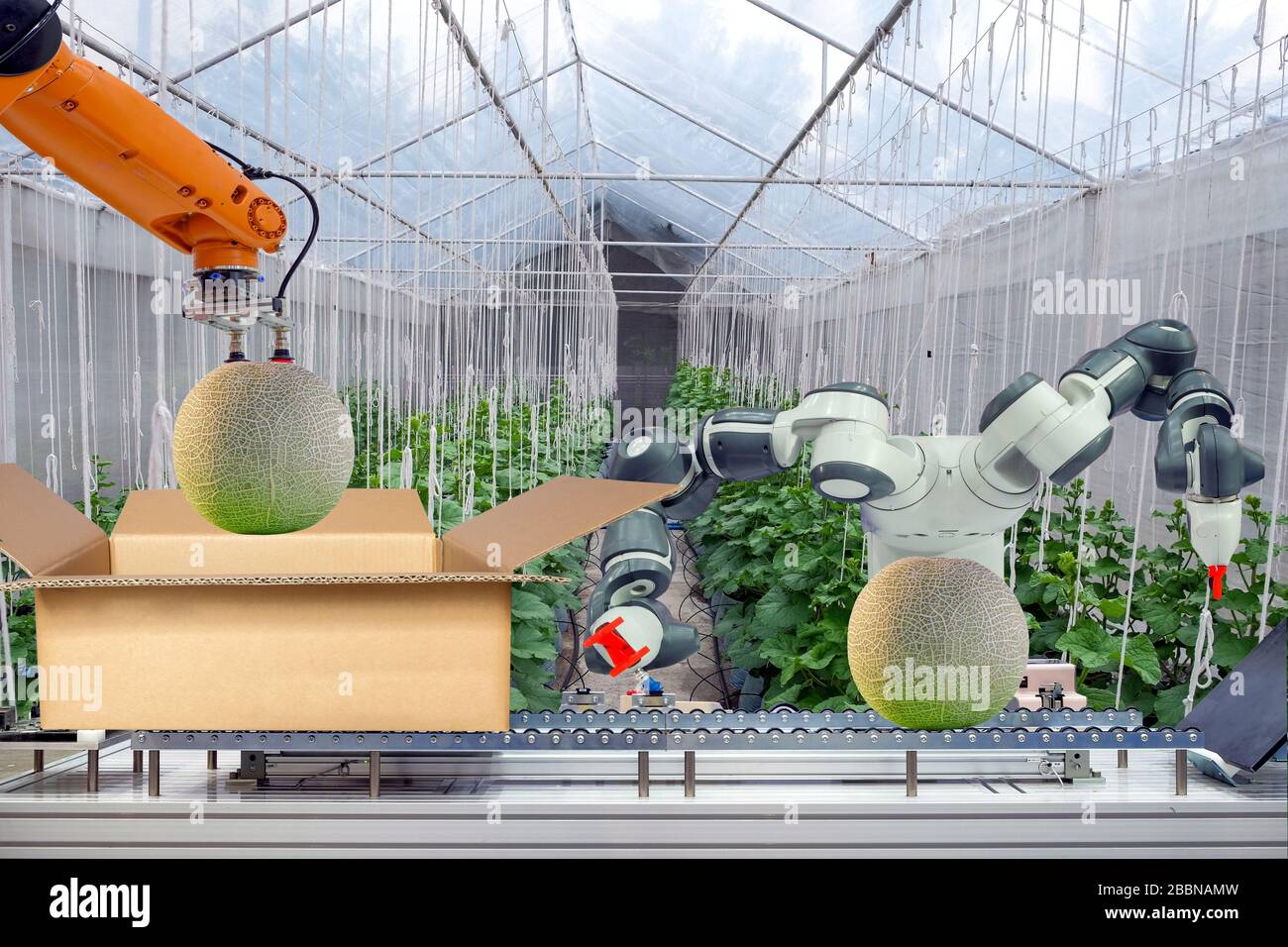 Industrial robot that were apply for agricultural to work packing the melon put on cardboard box via conveyor belt, industry 4.0 and smart farm Stock Photo