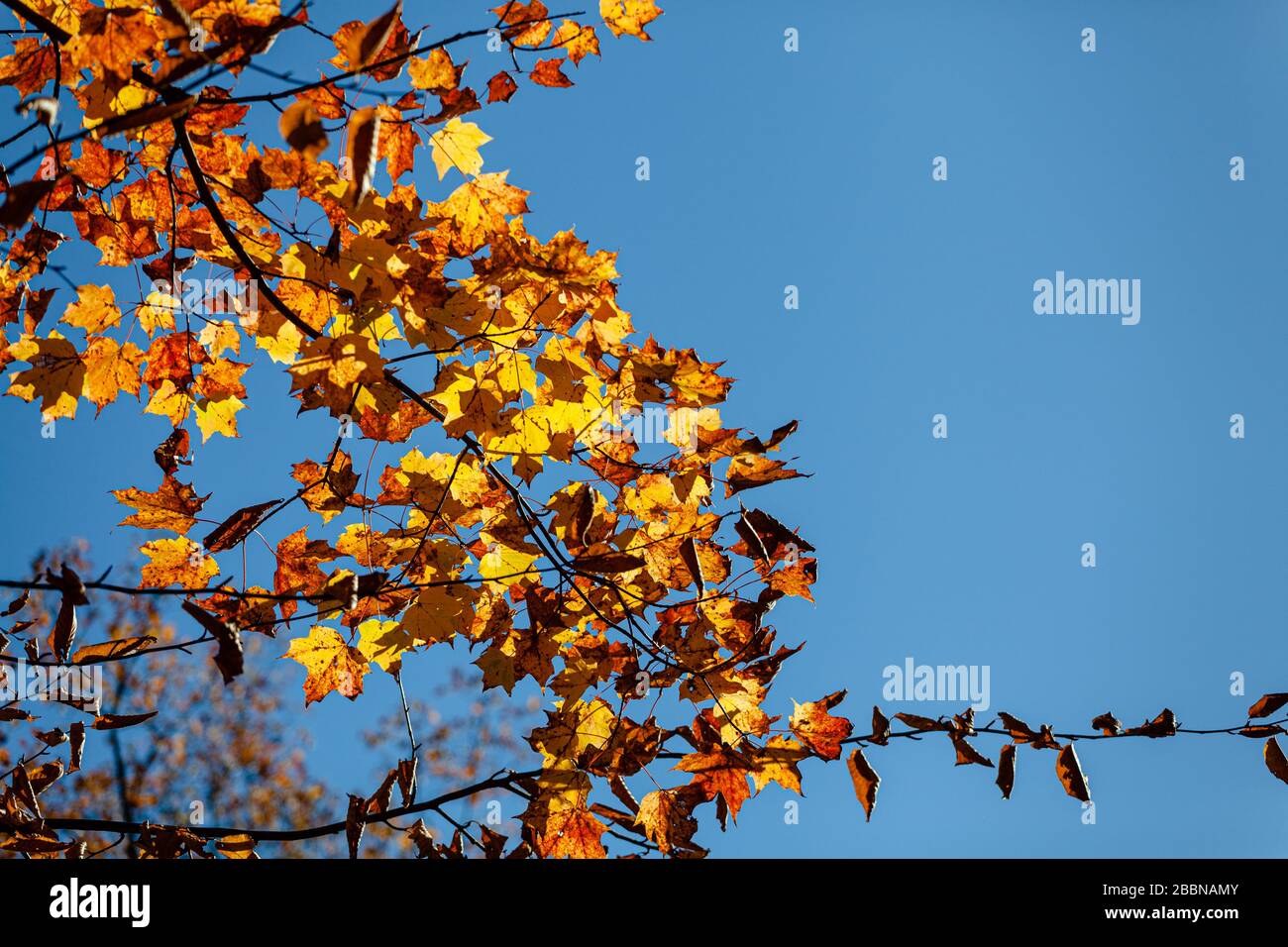 Autumn color leaves with a blue sky- yellow, orange Stock Photo