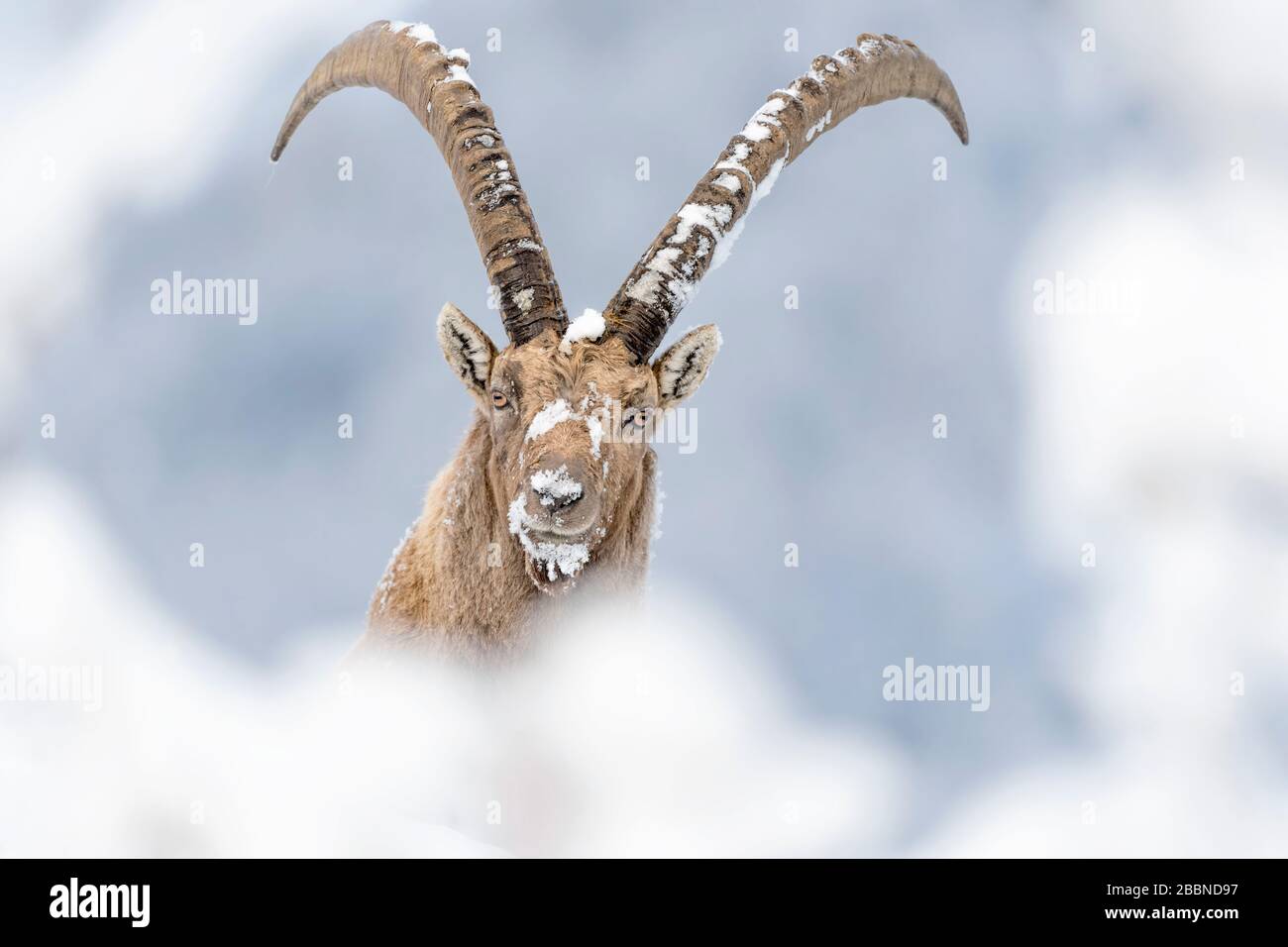The King of the Alps mountains (Capra ibex) Stock Photo