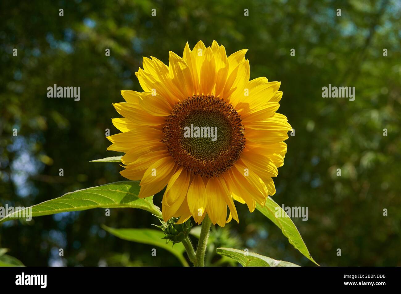 Yellow Sunflower close up fibonacci spiral in nature Stock Photo