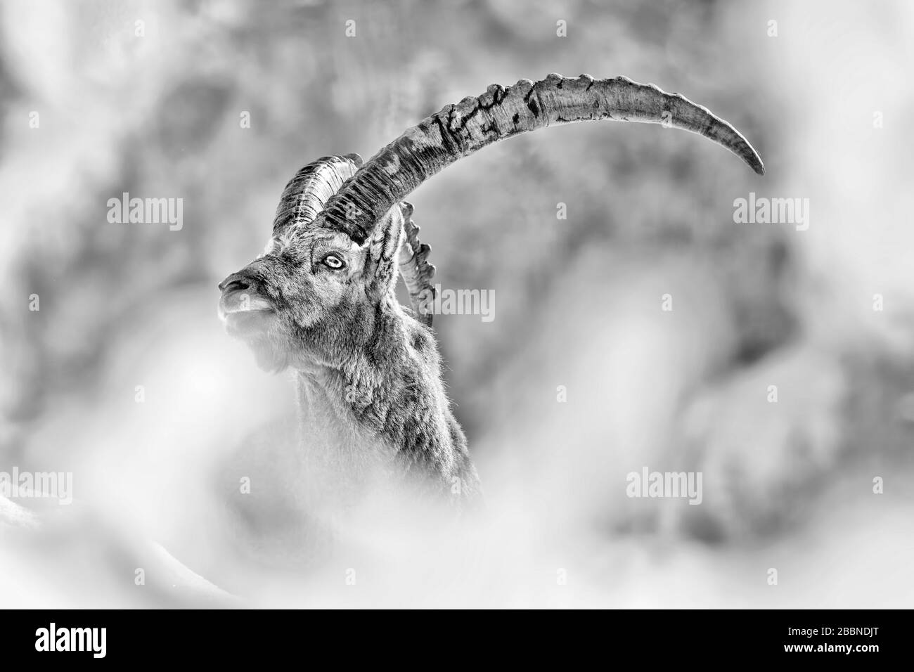 Picture mountain ibex Black and White Stock Photos & Images - Alamy